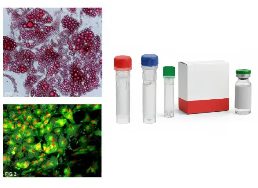 C1orf143 CRISPR Knockout 293T Cell Line